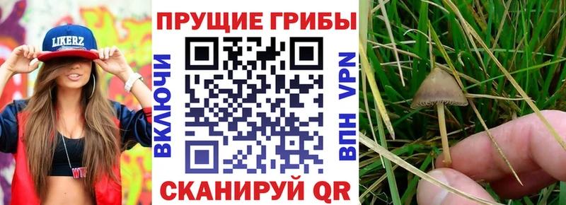 Галлюциногенные грибы MAGIC MUSHROOMS  как найти   Орёл 